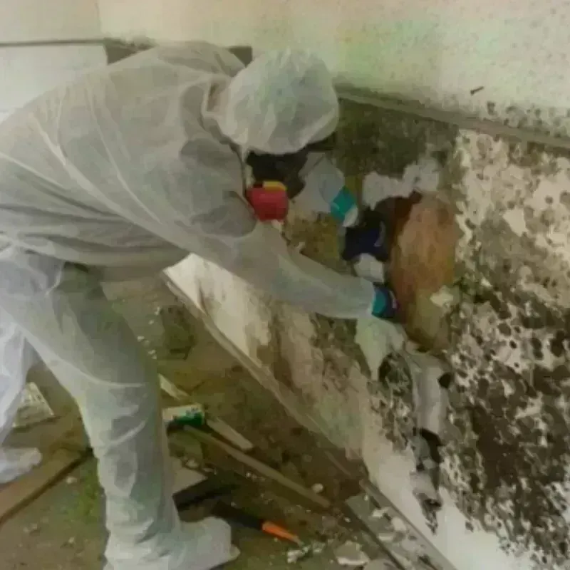 Mold Remediation and Removal in Encantada-Ranchito-El Calaboz, TX